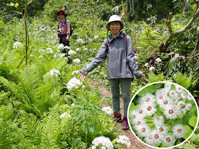 photo10フキの花かわいい