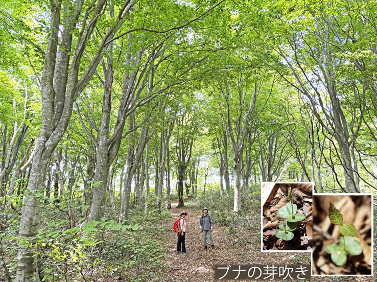 photo15美しい森を行く 