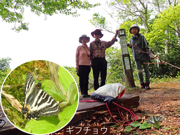 photo18ギフチョウも舞う袴岳山頂