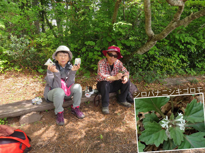 photo19山頂で食べるおにぎり,シロバナニシキゴロモ