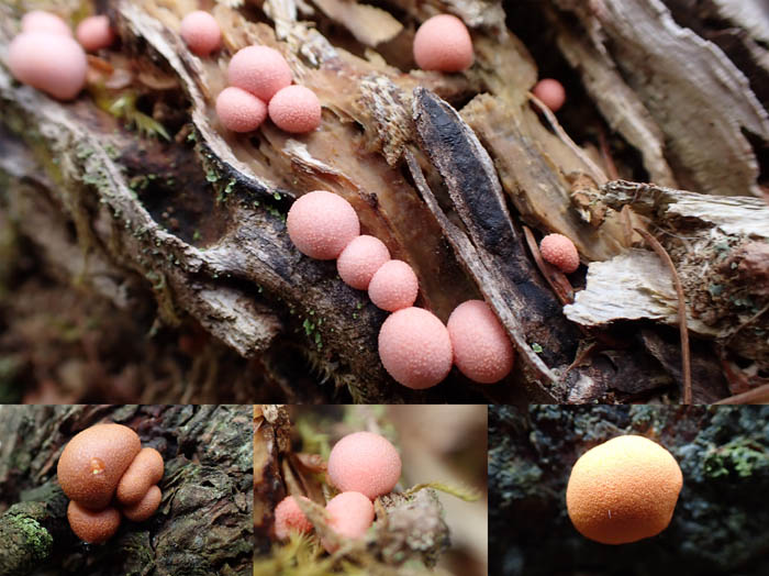 photo4粘菌マメホコリ 