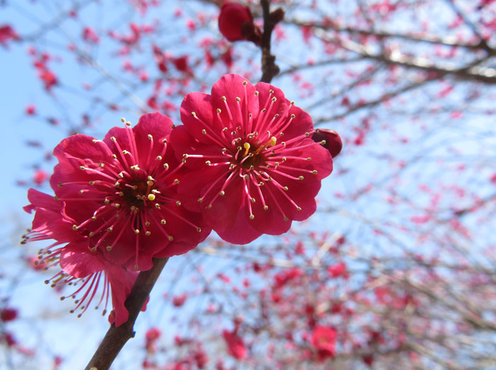 photo・梅の花・花火のよう