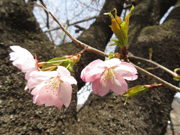 photo・桜