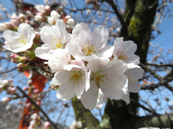 photo・ソメイヨシノ　善光寺北参道