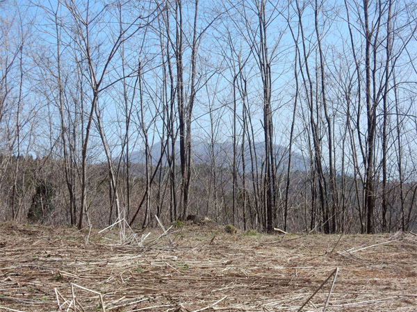 photo・登山道から斑尾山