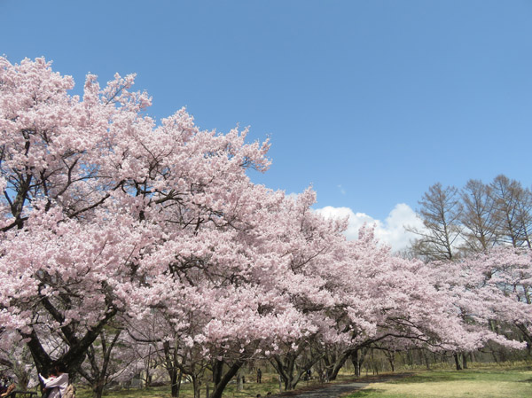 photo・高遠城址公園の桜
