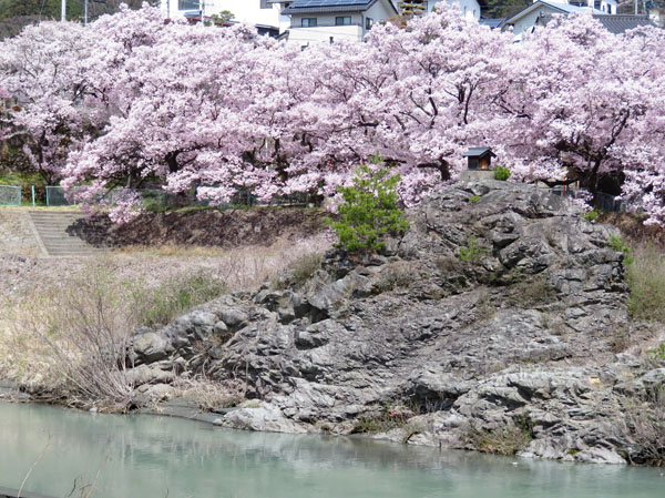 photo・高遠城址公園の桜