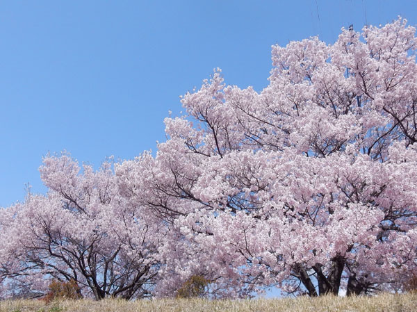photo・高遠城址公園の桜
