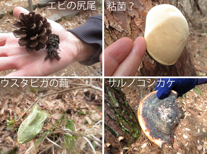 photo エビの尻尾,粘菌,ウスタビガの繭,サルノコシカケ