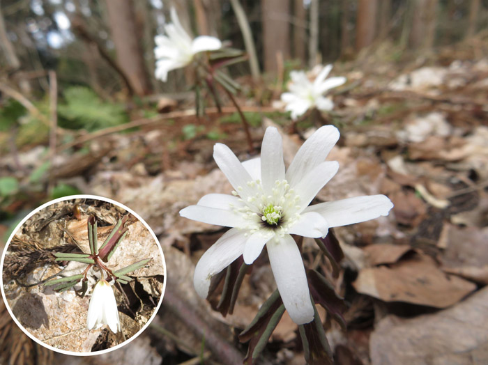 photo アズマイチゲが開いた（円内同じ花）