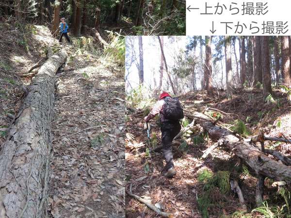 photo 登山道に大きな倒木