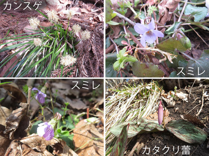 photo 道の傍に咲き出す