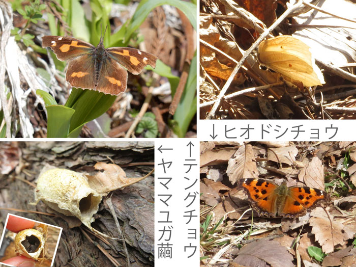photo ヒオドシチョウ,テングチョウと繭（抜け殻）