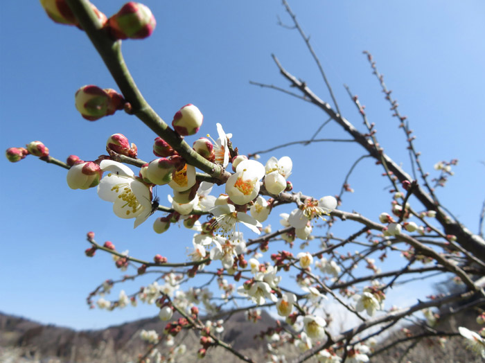 photo ほころびかけた梅の花