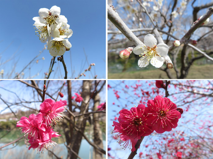 photo 梅の花・赤に、白に、