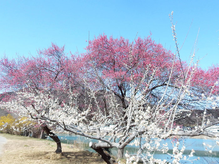 photo 犀川の岸辺に３色