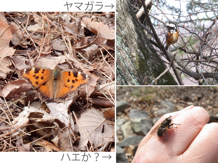 photo ヒオドシチョウ：鷲尾山