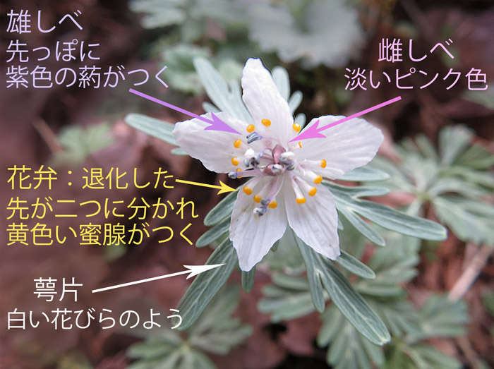 photo セツブンソウ　花の構造