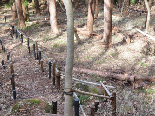 photo セツブンソウ,満開、斜面が真っ白