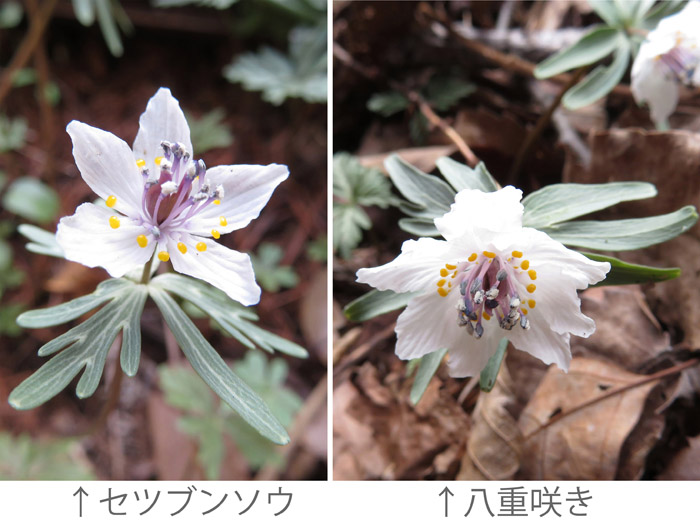 photo 八重咲き・倉科セツブンソウ自生地で