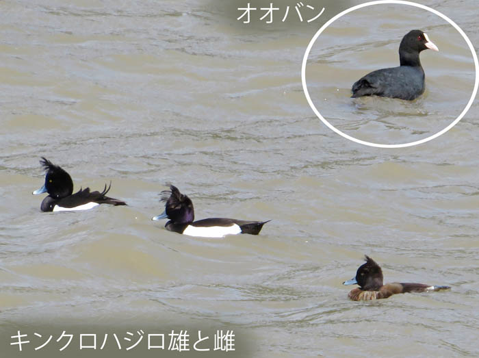photo：風を受ける水鳥たち