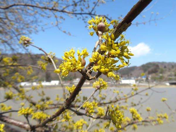 photo：サンシュユ