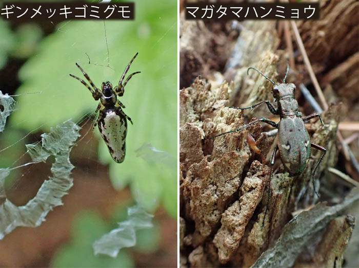 photo11光る虫たち,ギンメッキゴミグモ,マガタマハンミョウ
