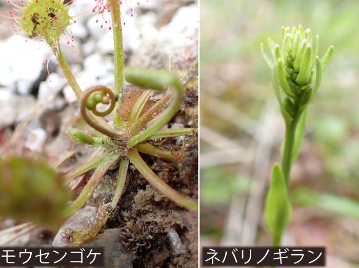 photo15モウセンゴケ,ネバリノギラン