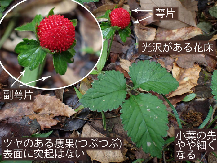 photo4全体に光沢があるヤブヘビイチゴ 