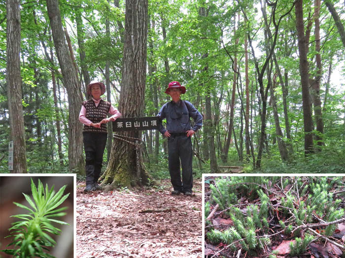 photo13茶臼山山頂とトウゲシバ