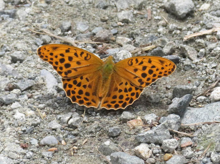 photoクモガタヒョウモン 
