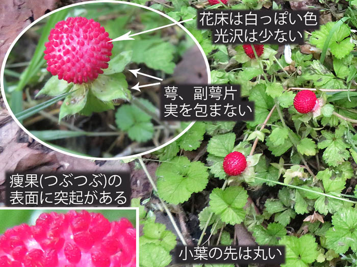 photo5ちょっと小さめのヘビイチゴ