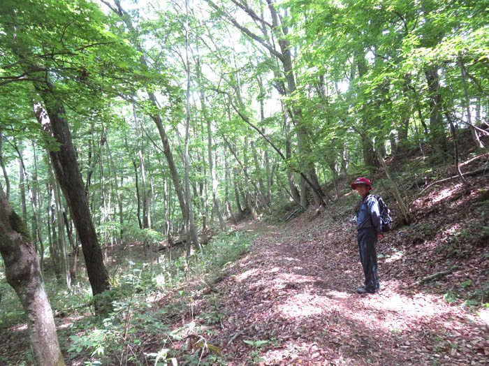 photo9緑が綺麗な森の道