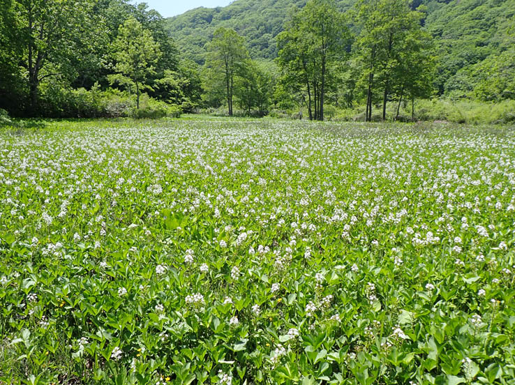 photo1ミツガシワ群落