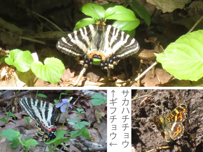 photo11ギフチョウ,サカハチチョウ