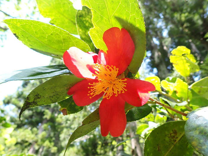 photo13ユキツバキ