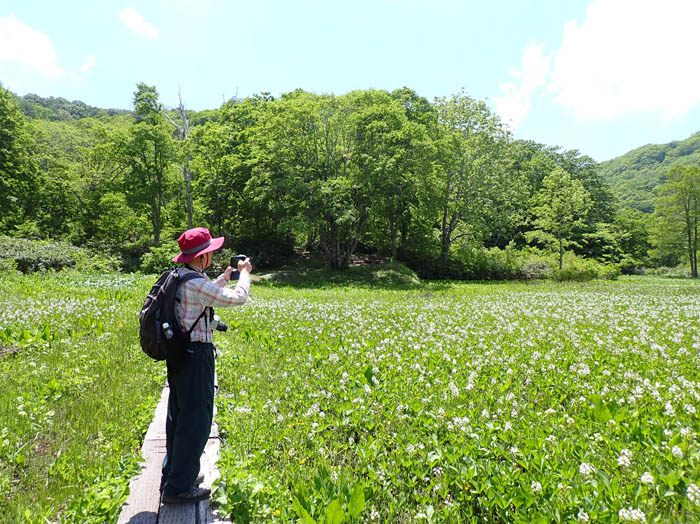 photo16一面のミツガシワ