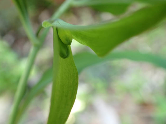 photoワニグチソウ蕾
