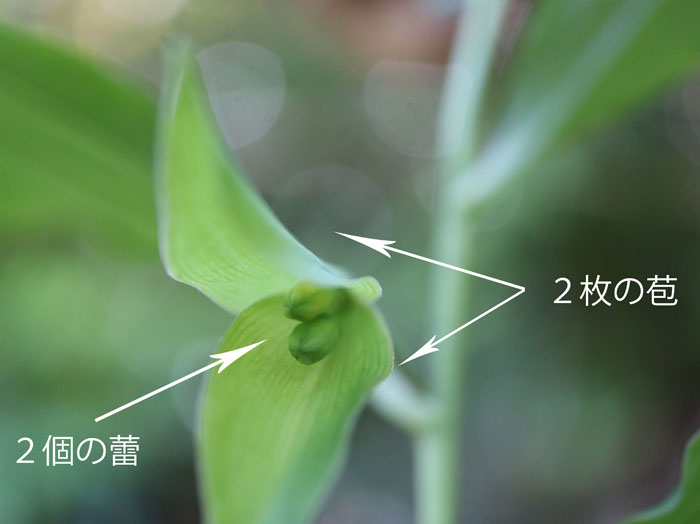 photo18ワニグチソウ苞の内側