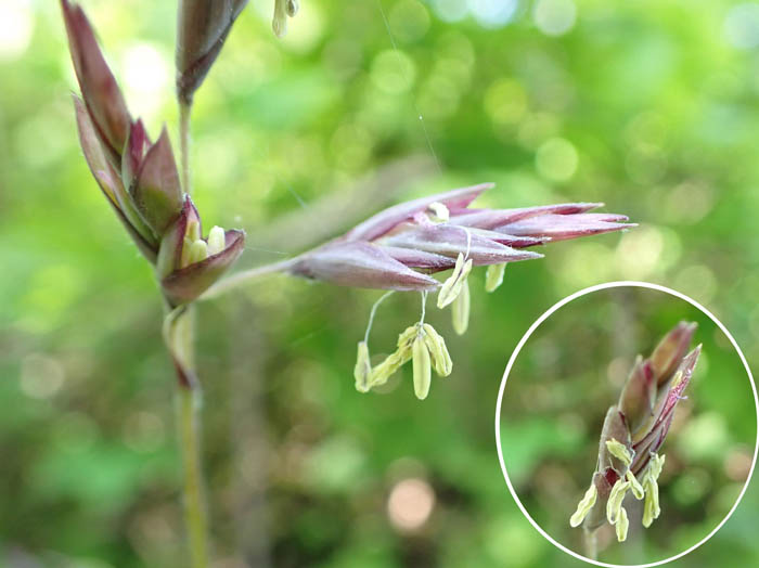 photo3これはネマガリダケの花かなぁ