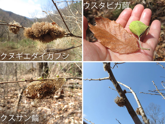photo 面白い形の生き物たち,ウスタビガの繭,クスサンの繭