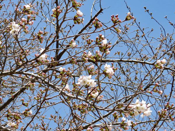 photo 開き始めた妻女山の桜地
