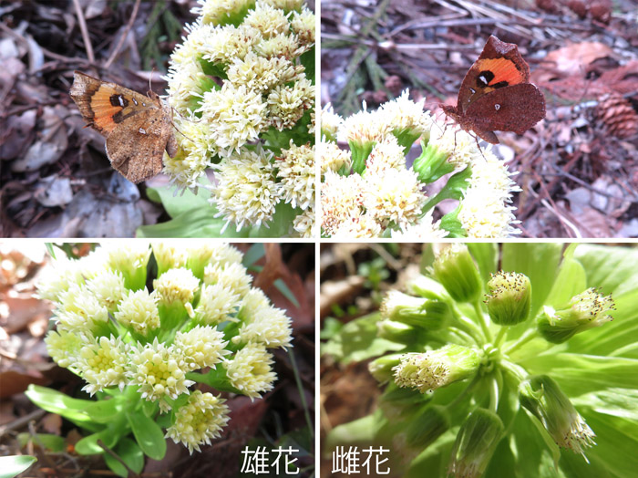 photo 蕗の薹に遊ぶイカリモンガ,蕗の雄花と雌花