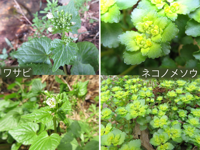 photo 沢沿いに咲く