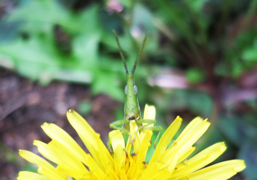 写真・タンポポの花を食べるバッタ