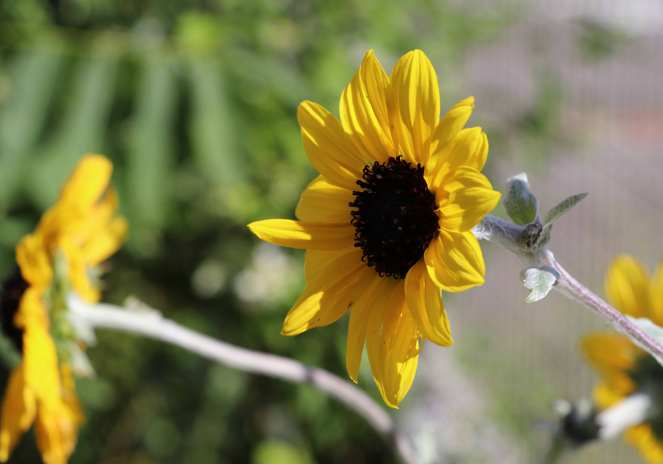 写真・ヒマワリに似た花