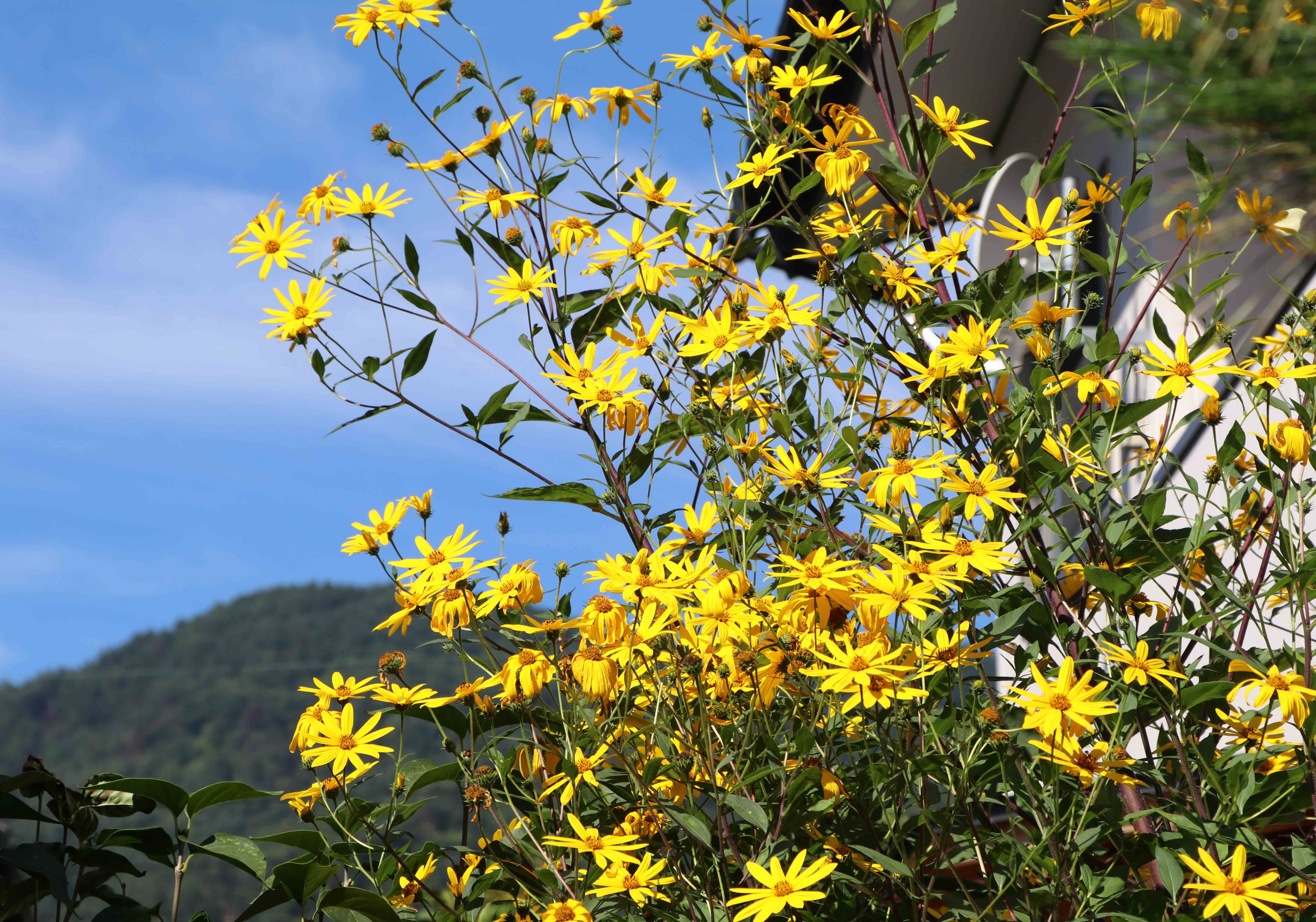 写真・キクイモの花