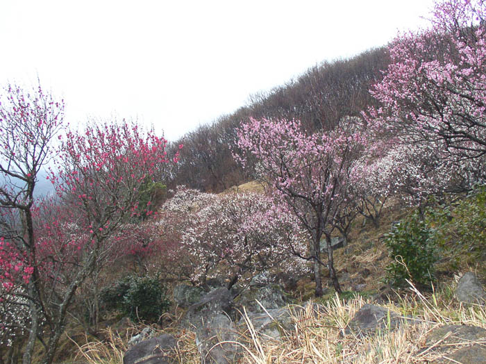 photo：梅満開：幕山