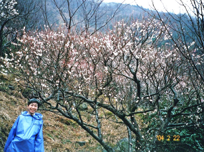 photo：梅満開：幕山