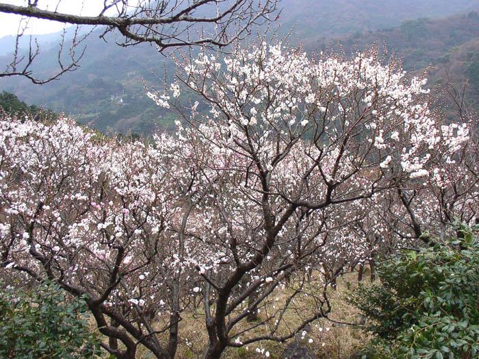 photo：白く清楚に：幕山